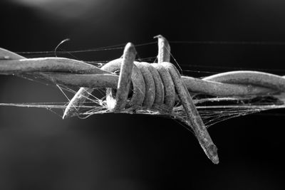 Close-up of crab on plant