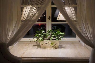 Close-up of plants on window at home