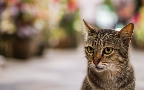 Close-up portrait of cat