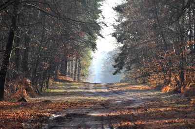 Dirt road passing through forest