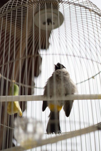 Low angle view of bird in cage