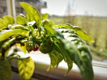 Close-up of fresh green leaves