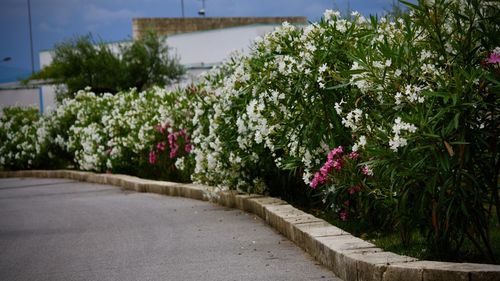 View of flowering plants by road