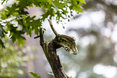 Low angle view of lizard on tree