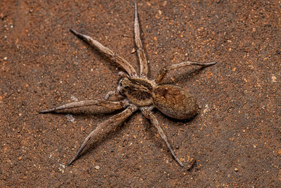 Close-up of spider