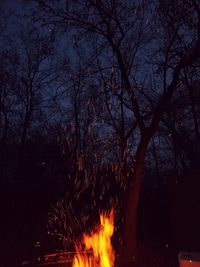 Silhouette trees against sky at night