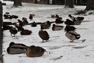 Flock of birds on snow