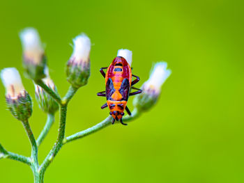 Close-up of insect on plant