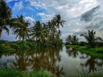 Reflection of palm trees in lake against sky