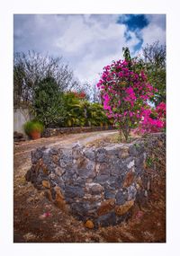 Flowers growing on tree against sky