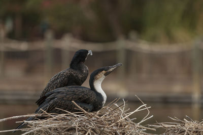Crested cormorants perching on nest