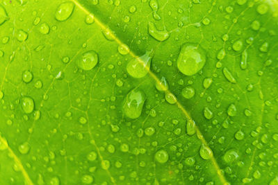 Full frame shot of wet leaf