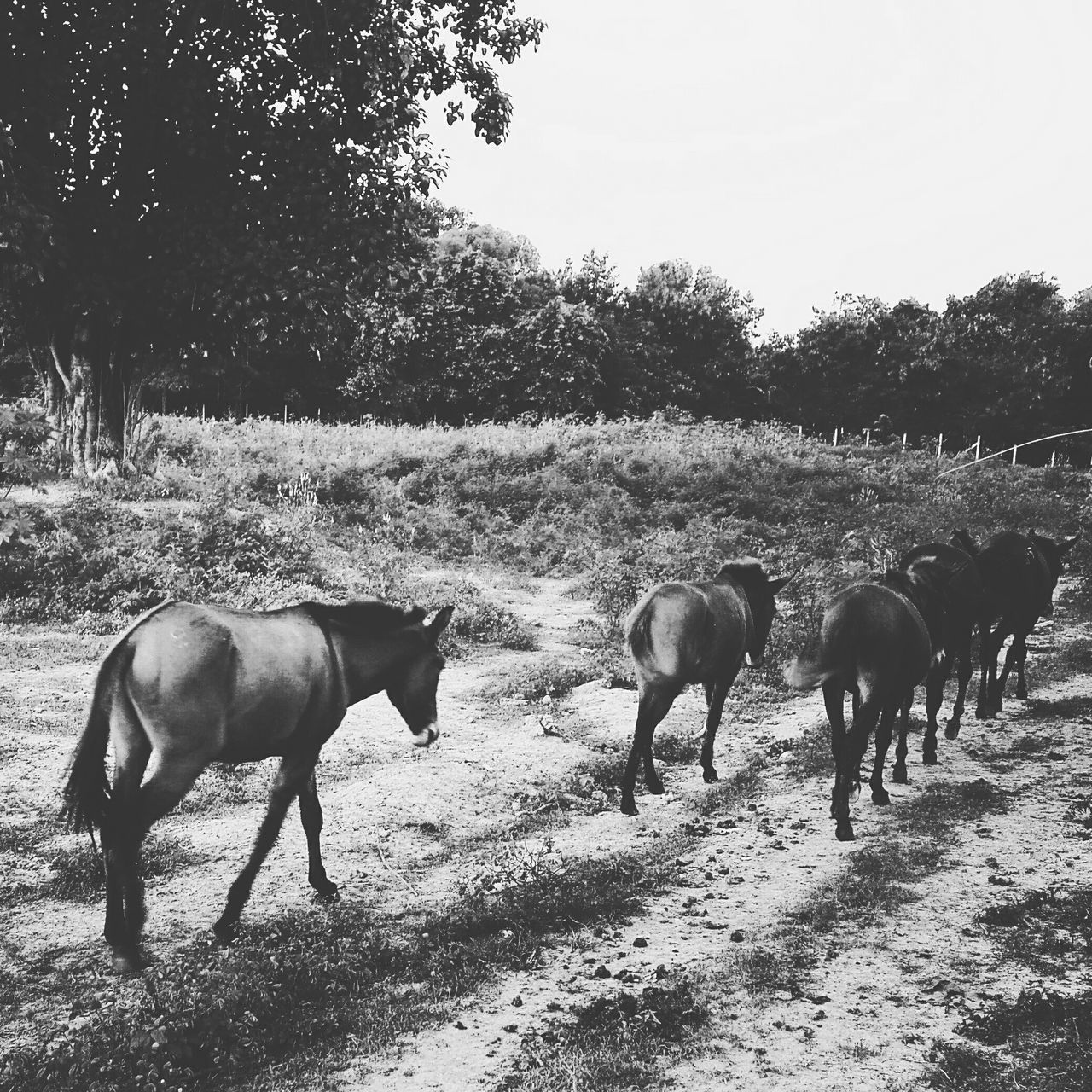 animal themes, livestock, domestic animals, horse, mammal, field, grazing, herbivorous, tree, medium group of animals, standing, landscape, nature, two animals, zoology, walking, grass, working animal, day