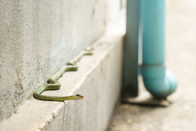 Close-up of a lizard on wall