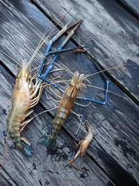 High angle view of dead fish on wooden table