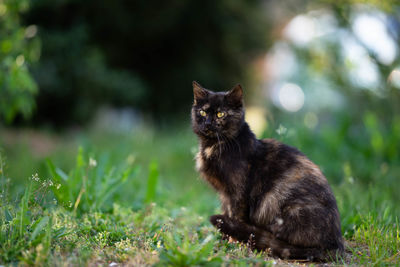 Cat sitting on a field