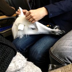 Midsection of woman with dog sitting