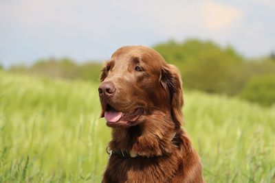 Close-up of a dog looking away