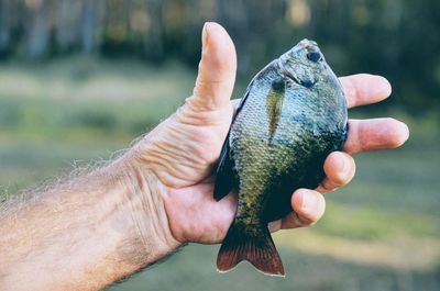 Close-up of hand holding fish