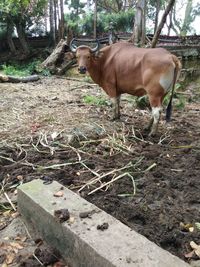 Horse standing in a field