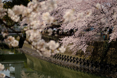 High angle view of cherry blossoms on trees over canal