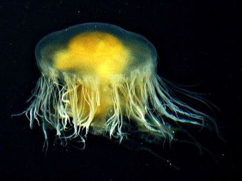 Close-up of jellyfish over black background