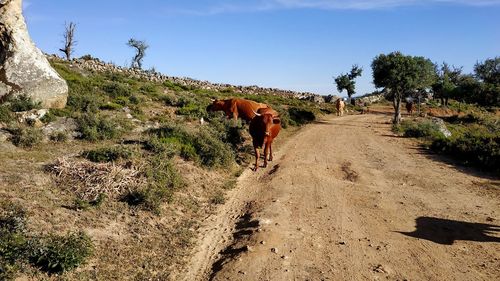 Rear view of cow walking on road