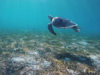 High angle view of turtle swimming in sea