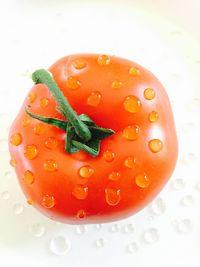 Directly above shot of tomatoes on white background