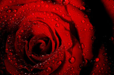 Full frame shot of wet red rose