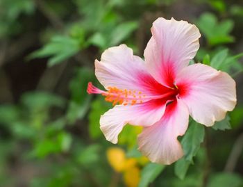 Close-up of hibiscus blooming outdoors