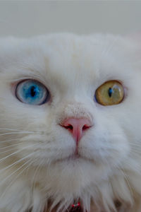 Close-up portrait of a cat