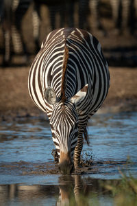 Plains zebra drinks from puddle facing camera