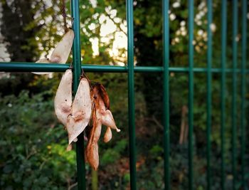 Close-up of dry leaves on field