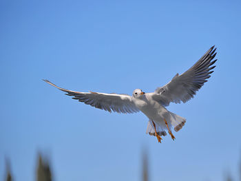 Low angle view of bird flying against clear blue sky