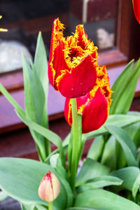 Close-up of red flowers