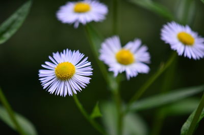 Close-up of white flowering plants