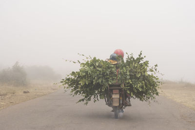 Mountain side road, motorcycle driving with cut branches through fogy road, gilan province