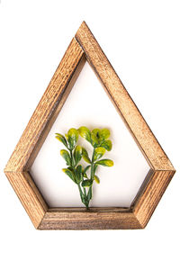 High angle view of plant against white background