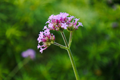 Close-up of purple flowering plant