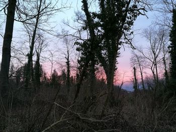 Silhouette bare trees in forest against sky at sunset