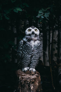 Owl perching on tree stump