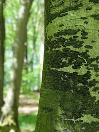 Close-up of moss growing on tree trunk