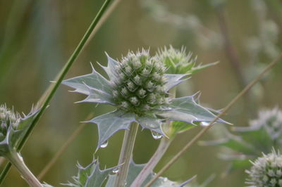 Close-up of green flowering plant