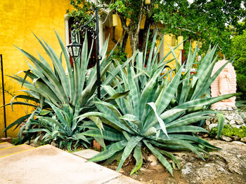 Plants growing in backyard