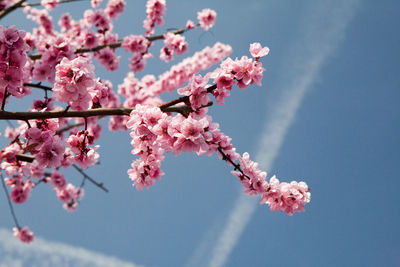 Low angle view of pink flowers against sky