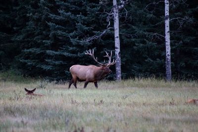 Deer in a forest