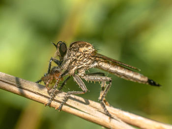 Close-up of insect on plant