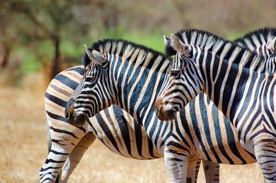 Zebras on field during sunny day