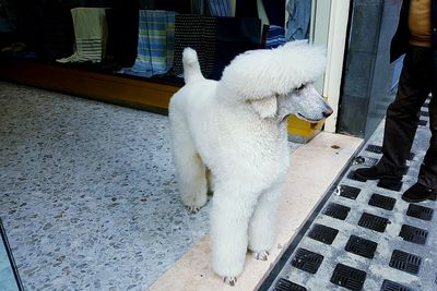 White poodle standing at entrance